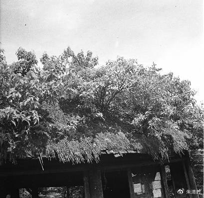 图3. 1938年孙明经在万佛顶拍摄的冰雪庵茅棚